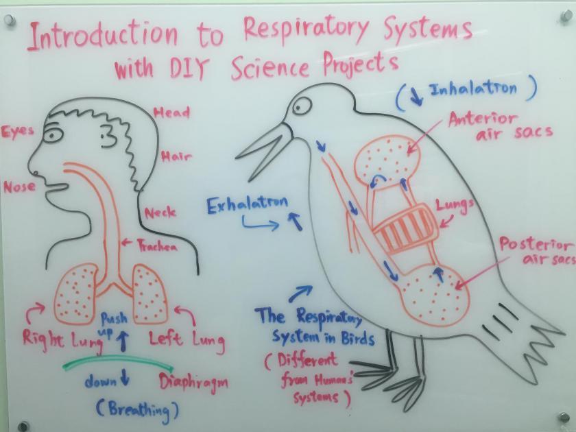 科學課程:探索動物呼吸系統的科學及生物學 &amp; 動手做呼吸系統科學實驗(Introduction to Respiratory System with DIY Science Projects)